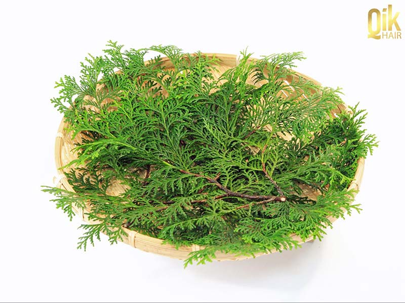 lá trắc bá diệp