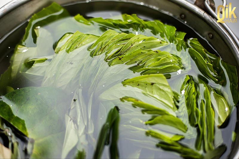 cách gội đầu bằng lá trầu không