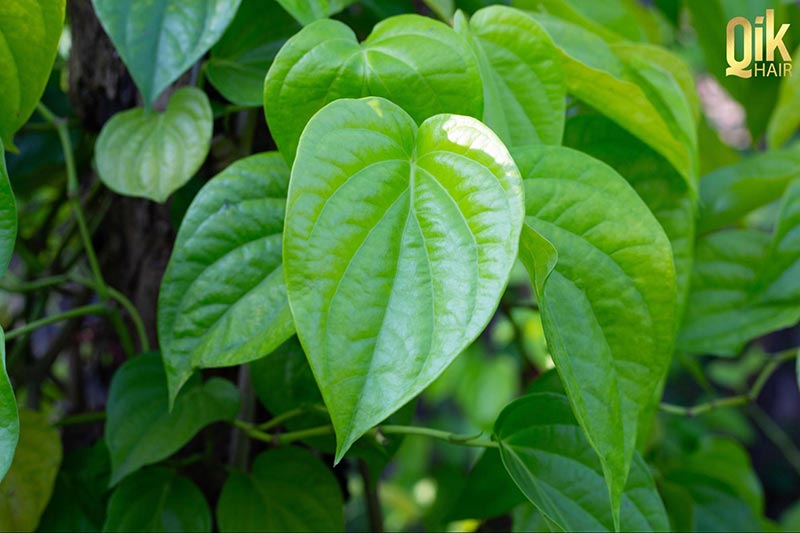 lá trầu không có nhiều công dụng
